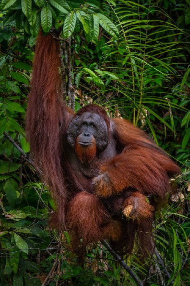 068 Kuching, semenggoh natuurreservaat.jpg